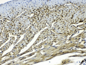 Polyclonal Rabbit anti-Human Laminin Antibody (IHC, WB)