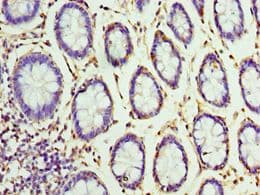 VENTX Antibody (aa1-258)