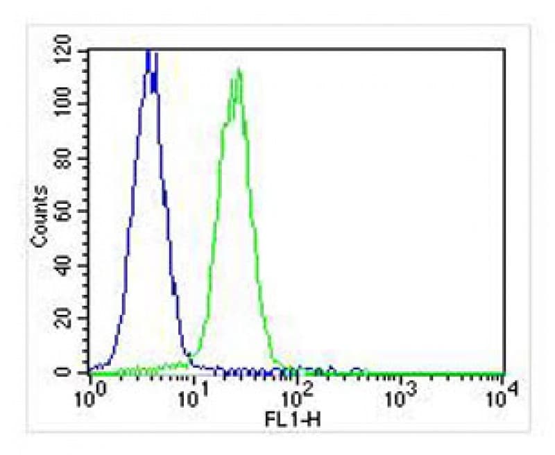 TIMP2 Antibody (clone 1554CT494.262.47)