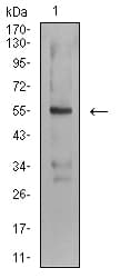 ASF1B Antibody (clone 1A6G4)
