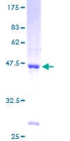 Human SSBP1 / mtSSB Protein (Recombinant GST)