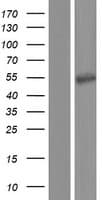 ATP6V1H Protein (Over-Expression Lysate Myc-DDK (Flag))