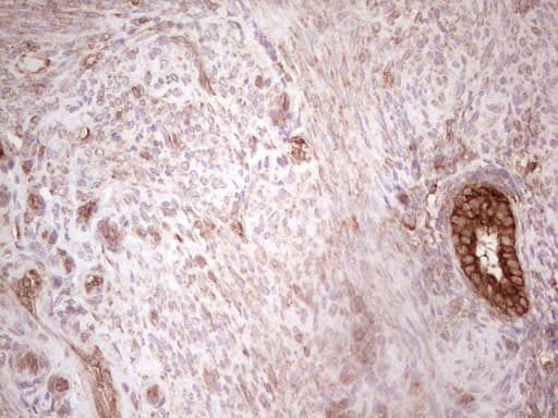 WIBG Antibody (clone OTI5E2, Carrier-free)