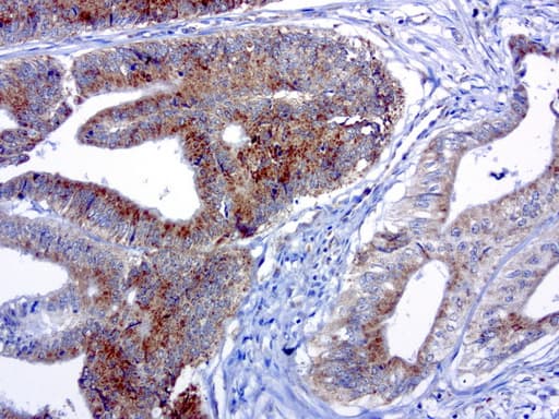 Monoclonal Mouse anti-Human MRPS34 Antibody (clone UMAB125, IHC, IF, WB)