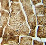 SMPD4 Antibody (aa80-108)