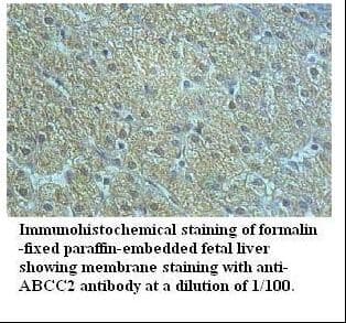 ABCC2 / MRP2 Antibody