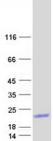 Human LCE3B Protein (Recombinant Myc-DDK (Flag))