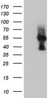 ERGIC-53 / LMAN1 Antibody (clone OTI1C5)