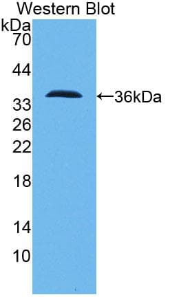 PCNT / Pericentrin Antibody