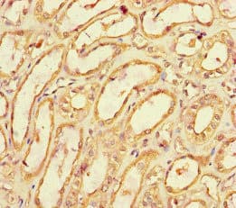 SPOCK1 / SPOCK / Testican Antibody
