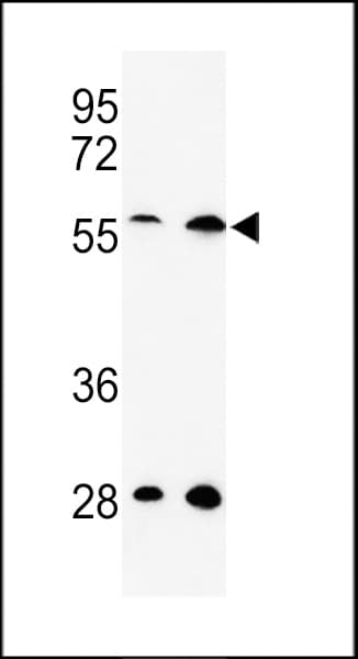 RAMA1 / SKA3 Antibody (aa226-253)