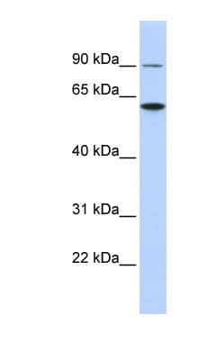 ATL3 Antibody (aa396-445)