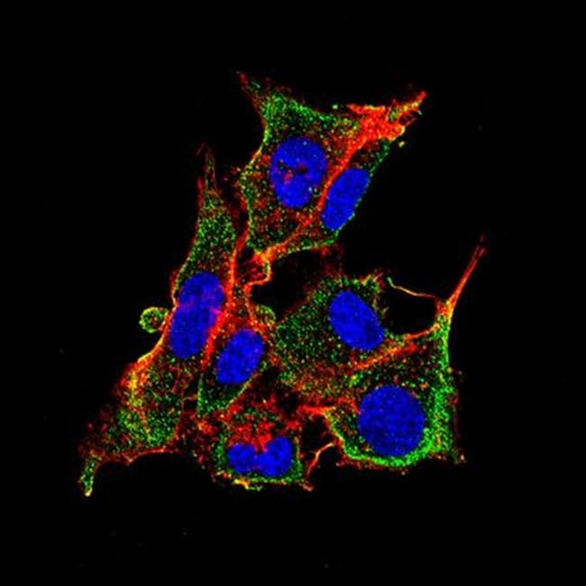 Goat Anti-Mouse IgG Secondary Antibody (DY488)