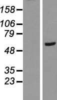 RAB11FIP2 / Rab11-FIP2 Protein (Over-Expression Lysate Myc-DDK (Flag))