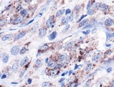 HSPD1 / HSP60 Antibody