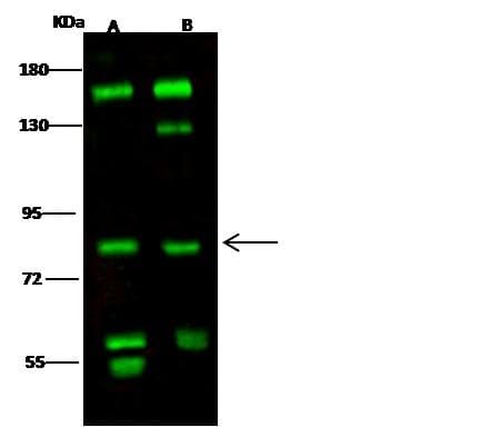RPS6KA1 / RSK1 Antibody (Preservative Free)