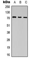 ILT2 / CD85 Antibody (Internal)