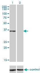 Monoclonal Mouse anti-Human C/EBP Epsilon / CEBPE Antibody (clone 7A4, WB)