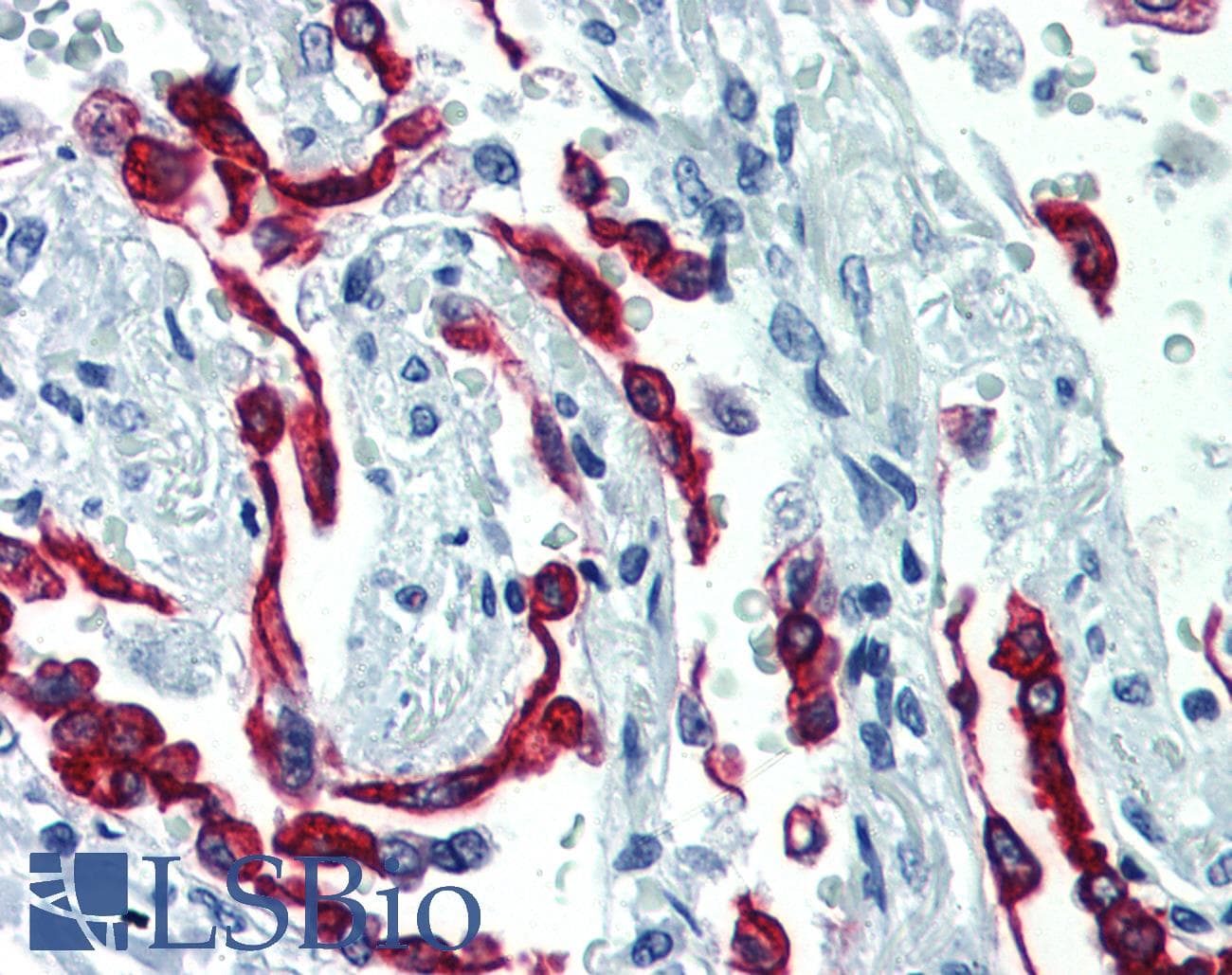 PathPlus™ KRT18 / CK18 / Cytokeratin 18 Antibody (C-Terminus, clone R20-H)