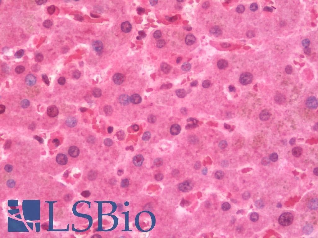 IHC-plus™ OSBPL9 Antibody (C-Terminus)