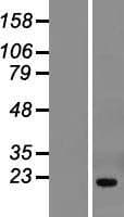 THYN1 / HSPC144 Protein (Over-Expression Lysate Myc-DDK (Flag))