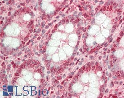 IHC-plus™ GAPDH Antibody (clone 1A10)