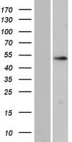 ZNF713 Protein (Over-Expression Lysate Myc-DDK (Flag))