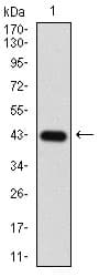 EIF2A / EIF2 Alpha Antibody (aa448-576, clone 3A7A8)