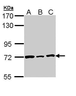 LMNB2 / Lamin B2 Antibody (aa221-500)