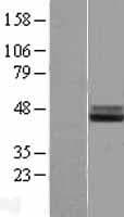 IL1RAP Protein (Over-Expression Lysate Myc-DDK (Flag))