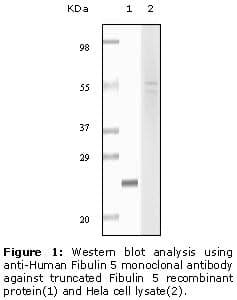 Monoclonal Mouse anti-Human FBLN5 / Fibulin 5 Antibody (clone 3F8D5, WB)