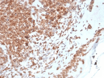 EMD / Emerin Antibody (clone EMD/2168, Azide-free, BSA-free)
