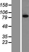 TRIM42 Protein (Over-Expression Lysate Myc-DDK (Flag))