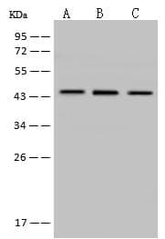 MVD Antibody