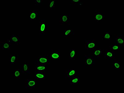 HIST1H3A Antibody