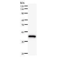 BRF1 Antibody (clone BRF1G2A8)