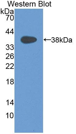 CCL3 / MIP-1-Alpha Antibody (aa20-92)