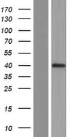 POU5F1B Protein (Over-Expression Lysate Myc-DDK (Flag))