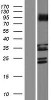 LRRC3C Protein (Over-Expression Lysate Myc-DDK (Flag))