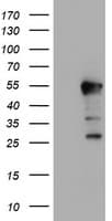 ERI1 / HEXO Antibody (clone OTI1B3)