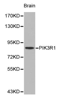 PIK3R1 / p85 Alpha Antibody