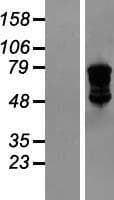 DDX4 / VASA Protein (Over-Expression Lysate Myc-DDK (Flag))