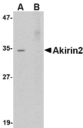 IHC-plus™ AKIRIN2 Antibody