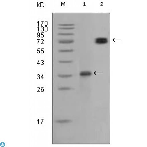 RET Antibody