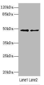 IP6K2 Antibody