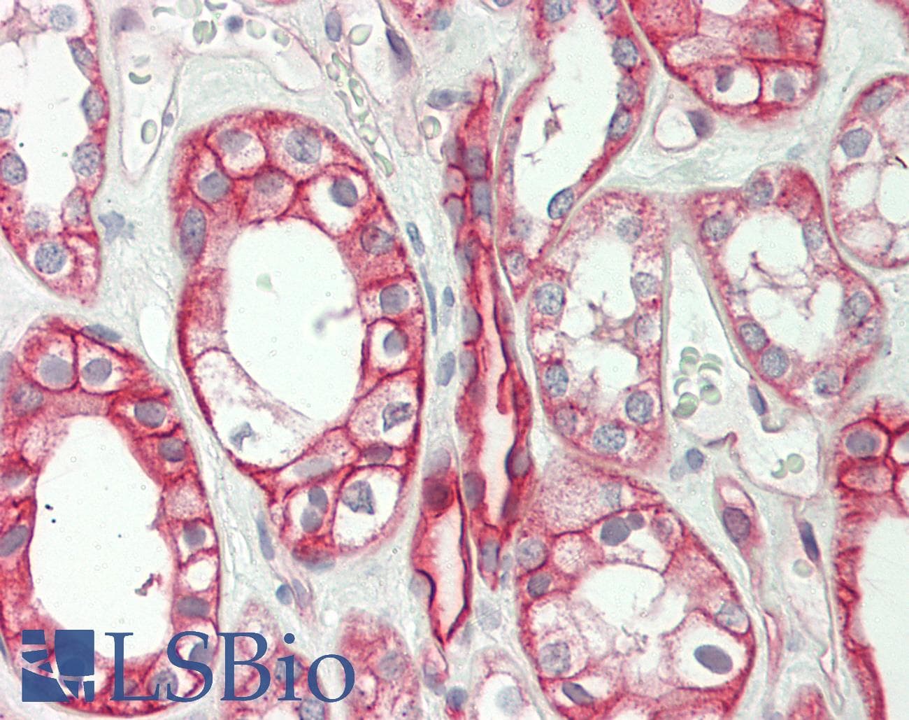 IHC-plus™ Polyclonal Rabbit anti-Chicken Cadherin Antibody (C-Terminus, IHC)