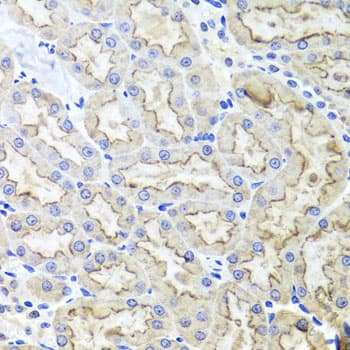 IHC-plus™ LRP2 / Megalin Antibody