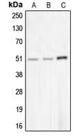 CHRNA10 Antibody (C-Terminus)
