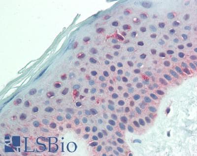 PathPlus™ CSPG4 / NG2 Antibody (aa559-776)