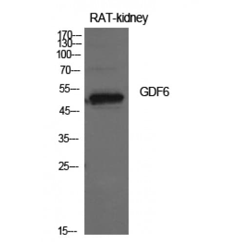 GDF6 / BMP13 Antibody (311-360 aa, Internal)